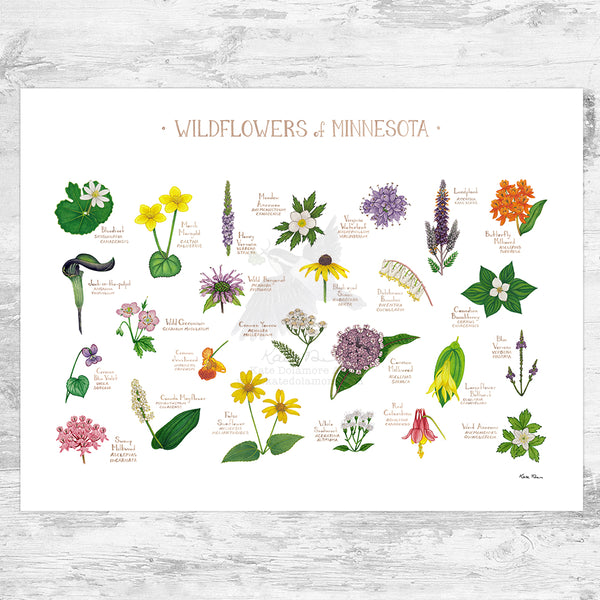 Minnesota Wildflowers Field Guide Art Print