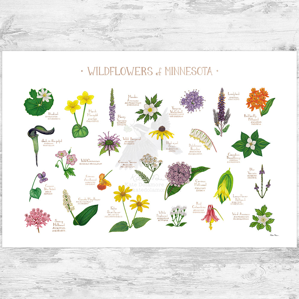 Minnesota Wildflowers Field Guide Art Print – Kate Dolamore Art