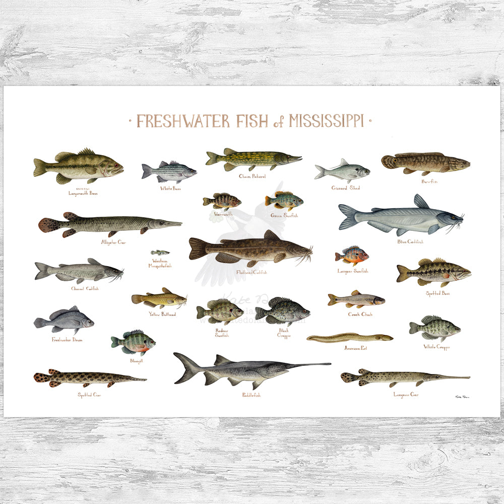 Mississippi Freshwater Fish Field Guide Art Print