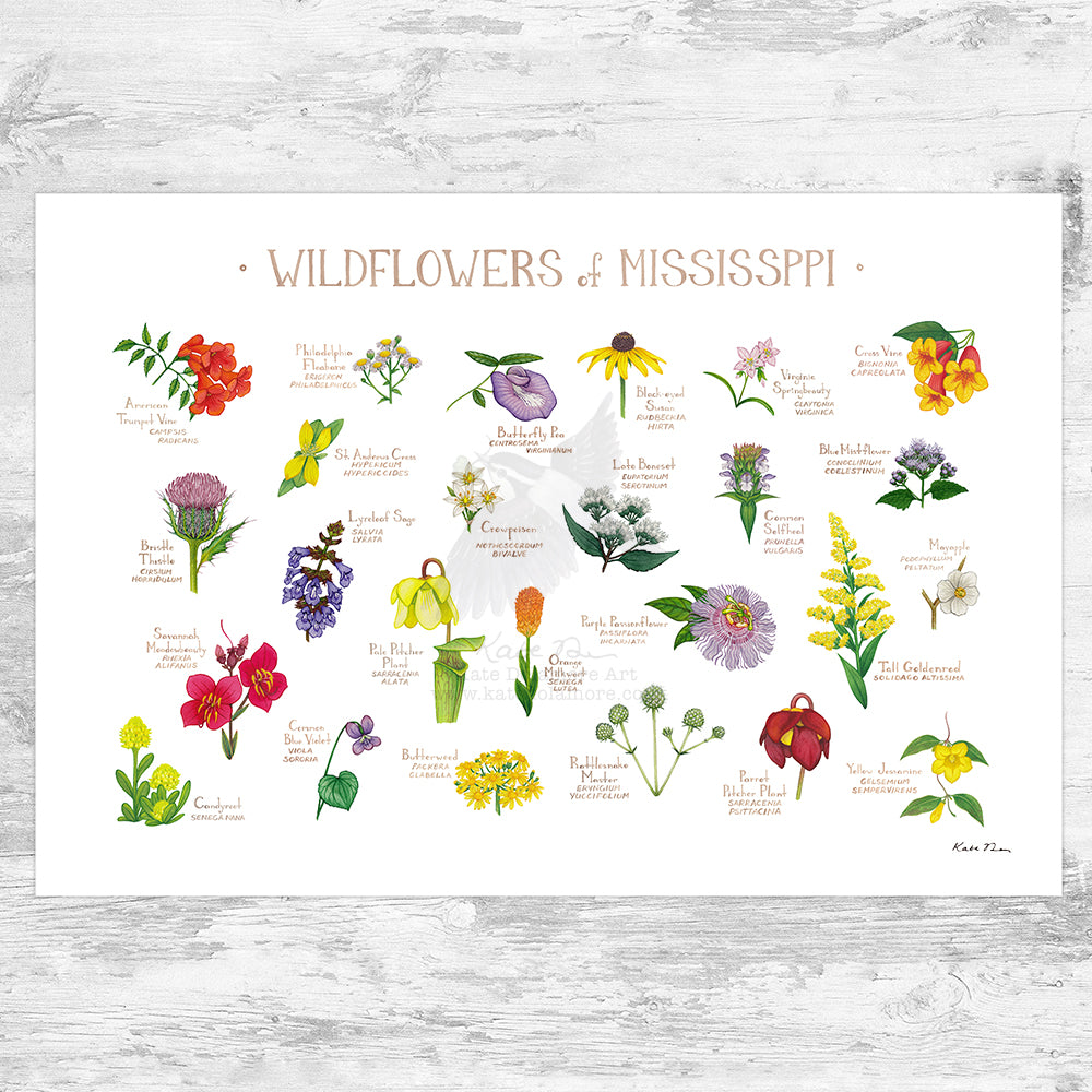 Mississippi Wildflowers Field Guide Art Print