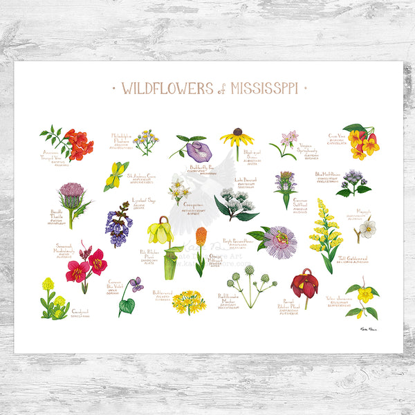 Mississippi Wildflowers Field Guide Art Print