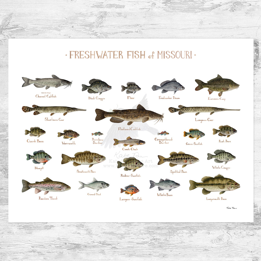 Missouri Freshwater Fish Field Guide Art Print – Kate Dolamore Art