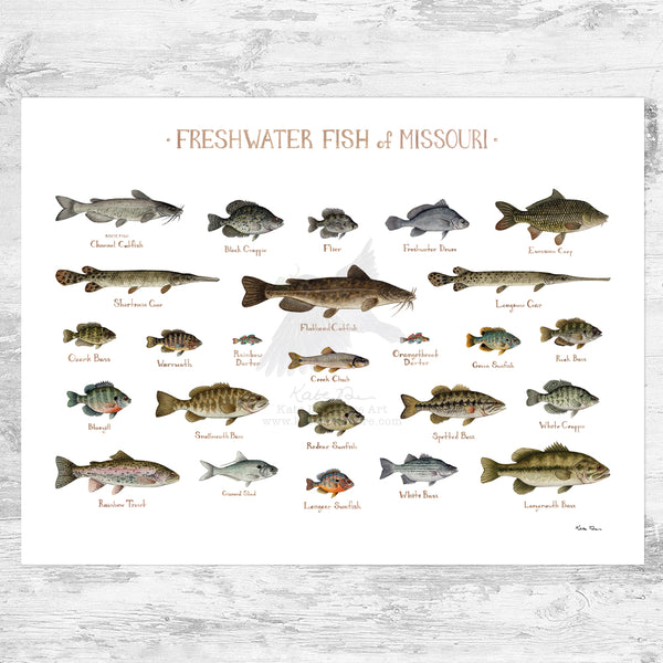 Missouri Freshwater Fish Field Guide Art Print