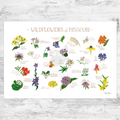 Missouri Wildflowers Field Guide Art Print