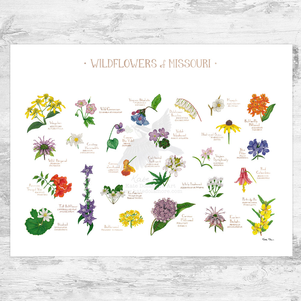 free missouri wildflower seeds Missouri Wildflowers Field Guide Art Print – Kate Dolamore Art