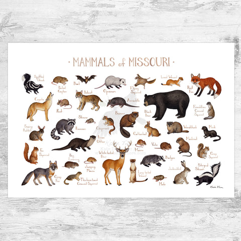 Missouri Mammals Field Guide Art Print