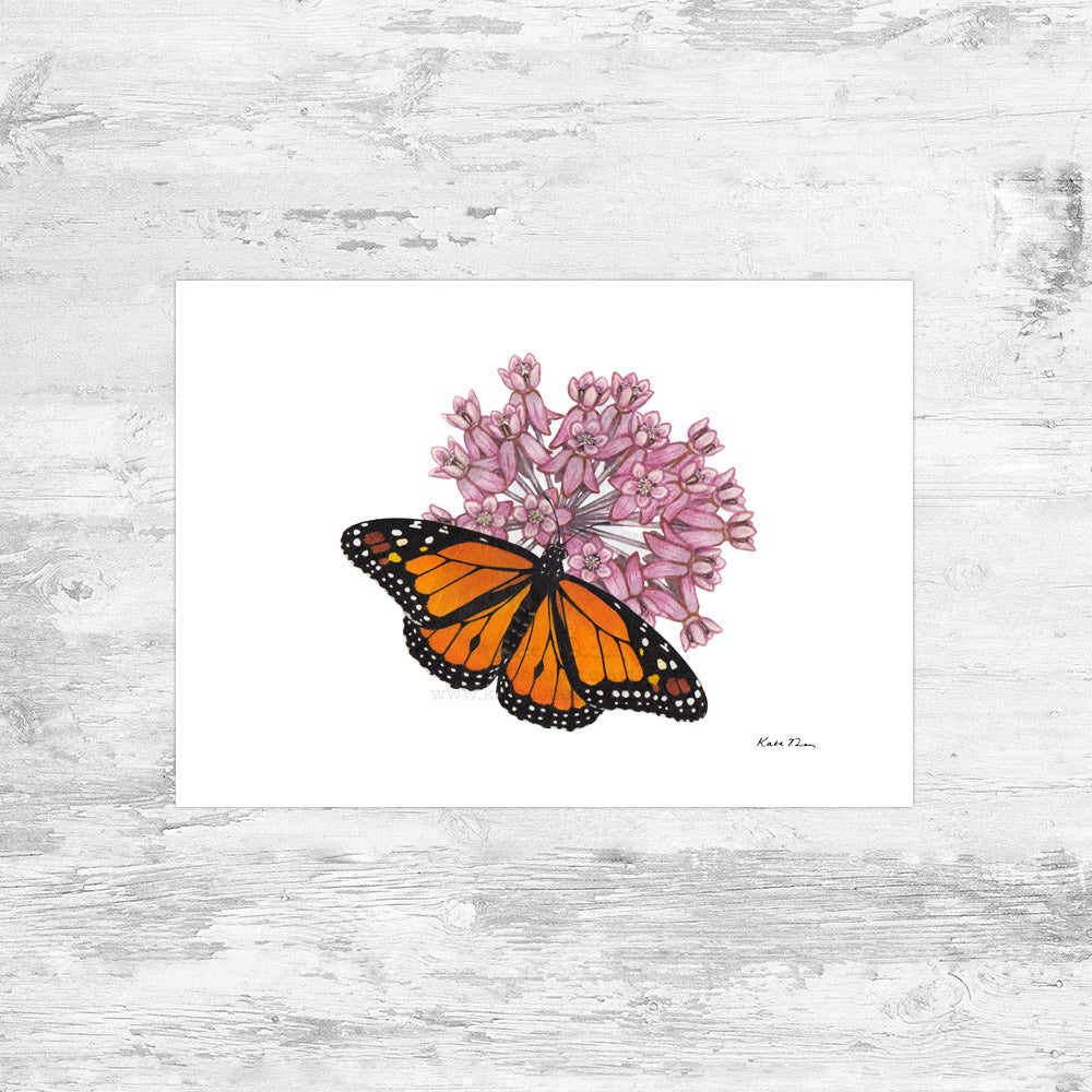 Monarch on Common Milkweed Art Print