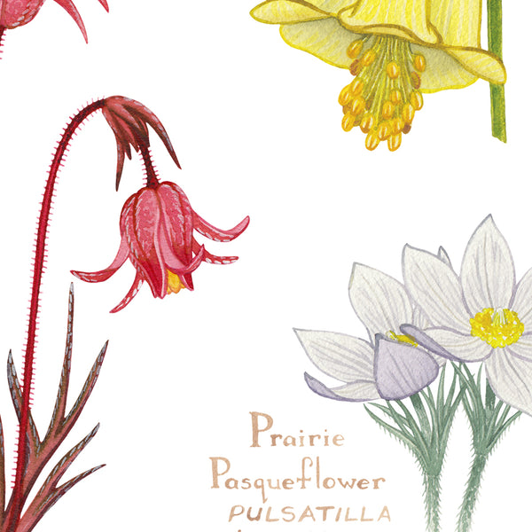 Montana Wildflowers Field Guide Art Print