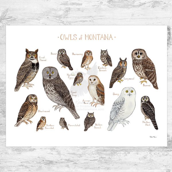 Montana Owls Field Guide Art Print