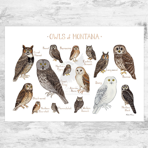 Montana Owls Field Guide Art Print