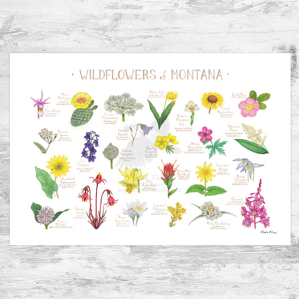 Montana Wildflowers Field Guide Art Print