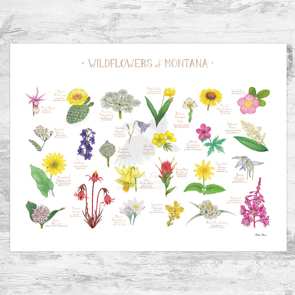 Montana Wildflowers Field Guide Art Print