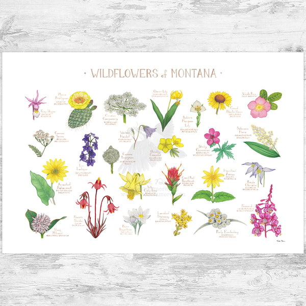 Montana Wildflowers Field Guide Art Print