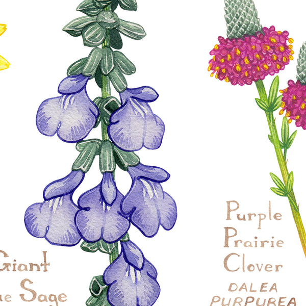 Nebraska Wildflowers Field Guide Art Print