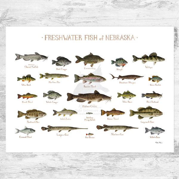 Nebraska Freshwater Fish Field Guide Art Print