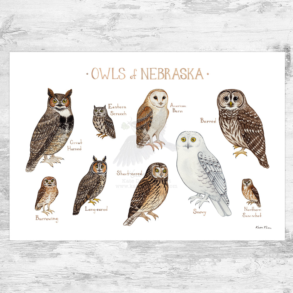 Nebraska Owls Field Guide Art Print