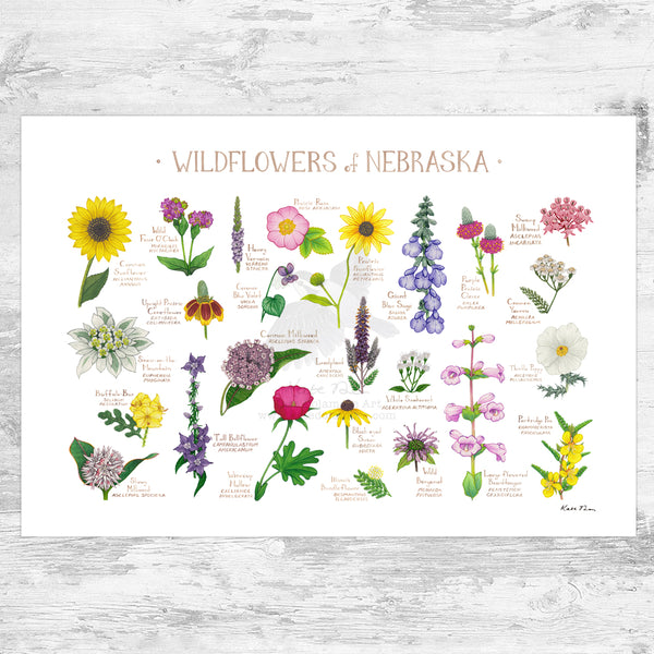 Nebraska Wildflowers Field Guide Art Print