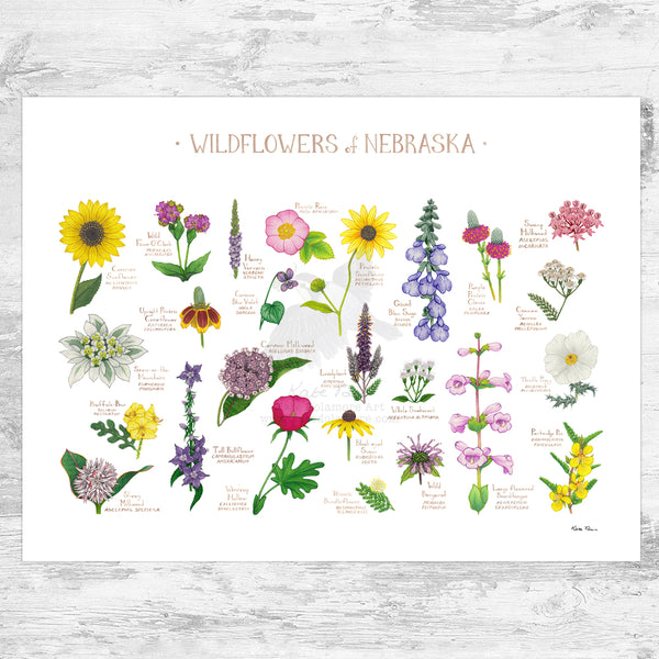 Nebraska Wildflowers Field Guide Art Print