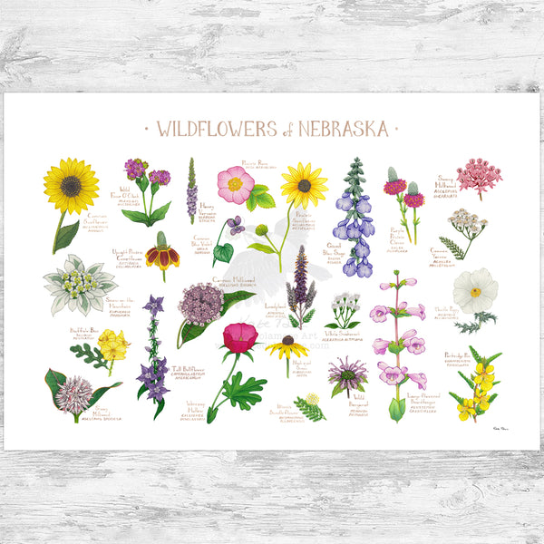 Nebraska Wildflowers Field Guide Art Print