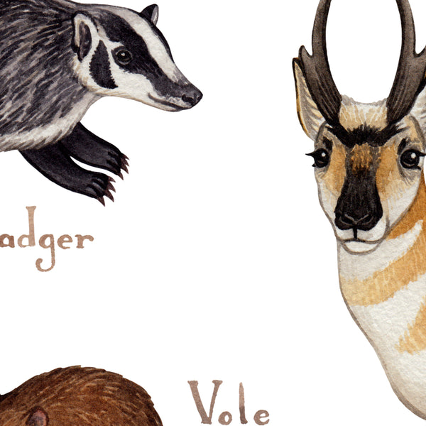 Nevada Mammals Field Guide Art Print