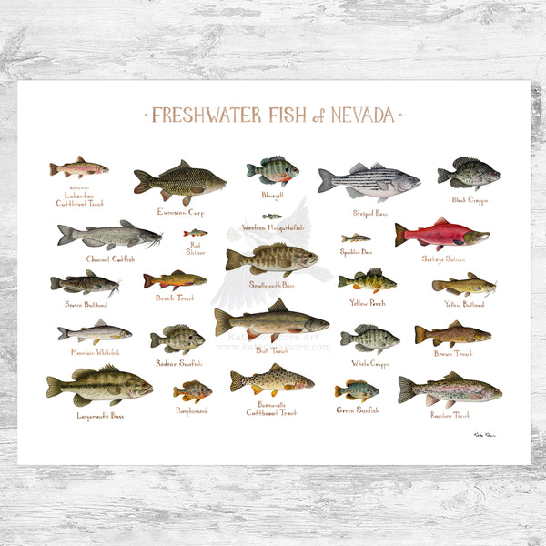 Nevada Freshwater Fish Field Guide Art Print