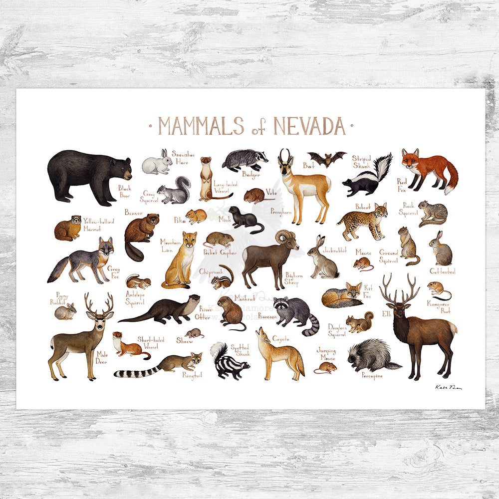 Nevada Mammals Field Guide Art Print