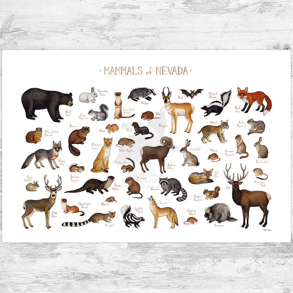 Nevada Mammals Field Guide Art Print