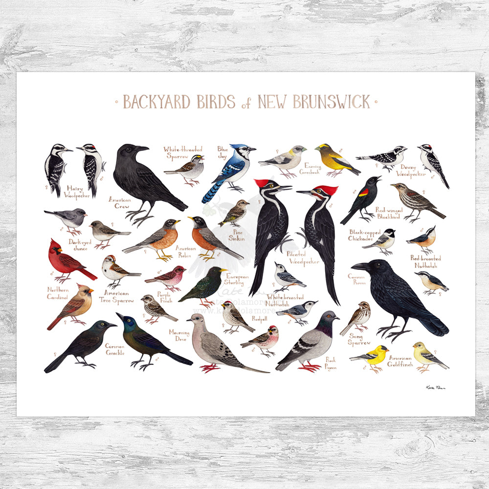 New Brunswick Backyard Birds Field Guide Art Print – Kate Dolamore Art
