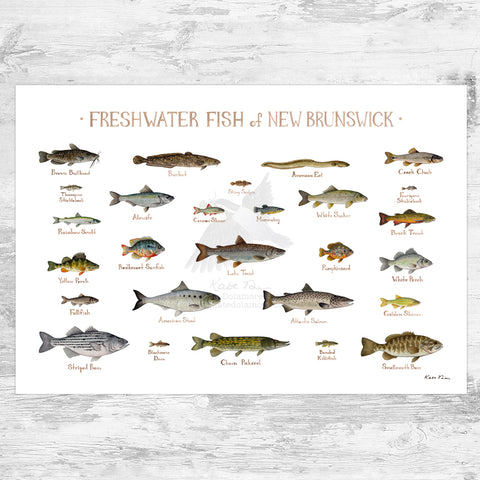 New Brunswick Freshwater Fish Field Guide Art Print