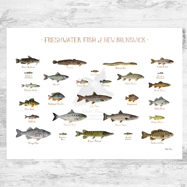 New Brunswick Freshwater Fish Field Guide Art Print