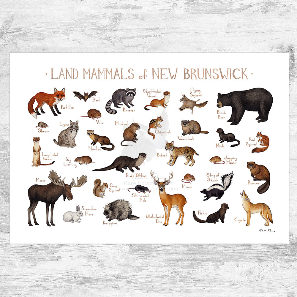 New Brunswick Land Mammals Field Guide Art Print