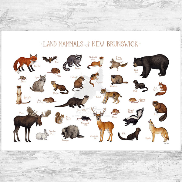 New Brunswick Land Mammals Field Guide Art Print