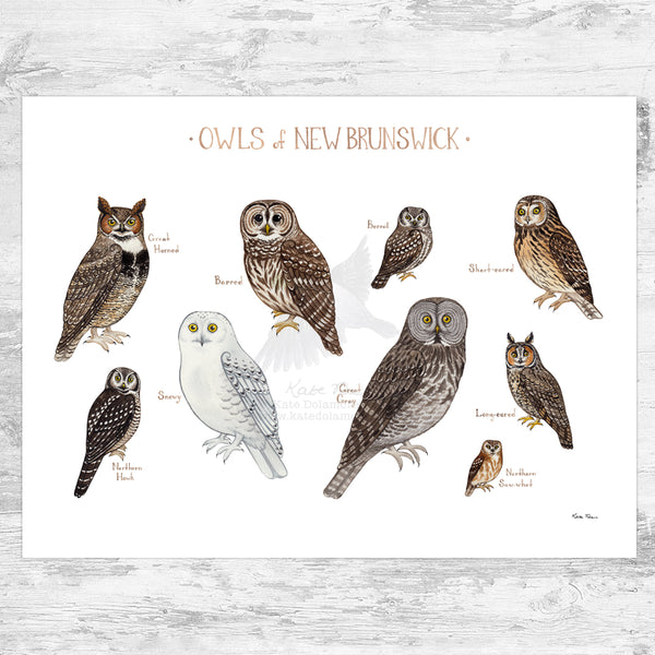 New Brunswick Owls Field Guide Art Print