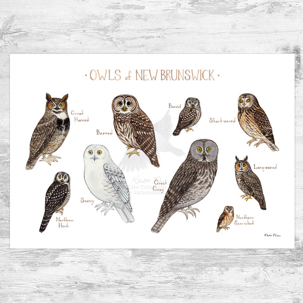 New Brunswick Owls Field Guide Art Print
