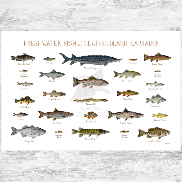 Newfoundland & Labrador Freshwater Fish Field Guide Art Print