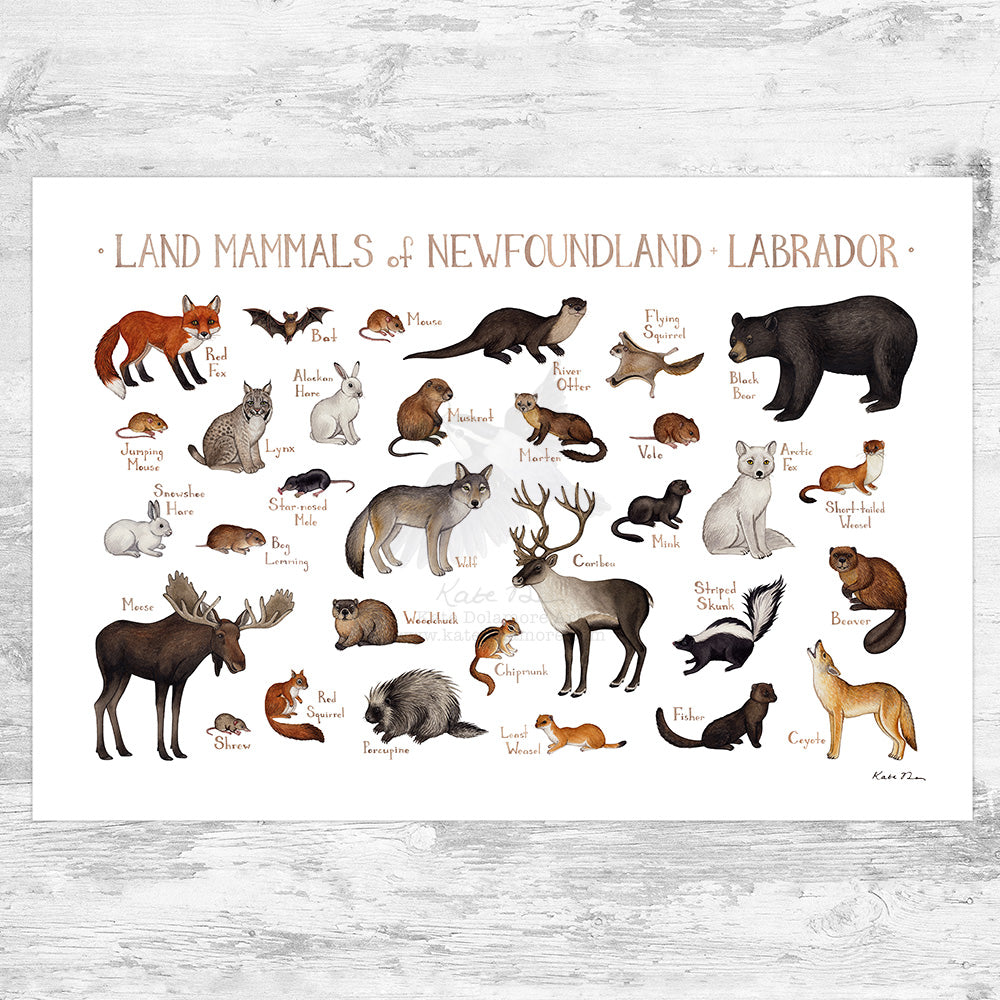 Newfoundland & Labrador Land Mammals Field Guide Art Print