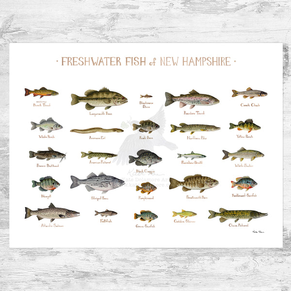 New Hampshire Freshwater Fish Field Guide Art Print