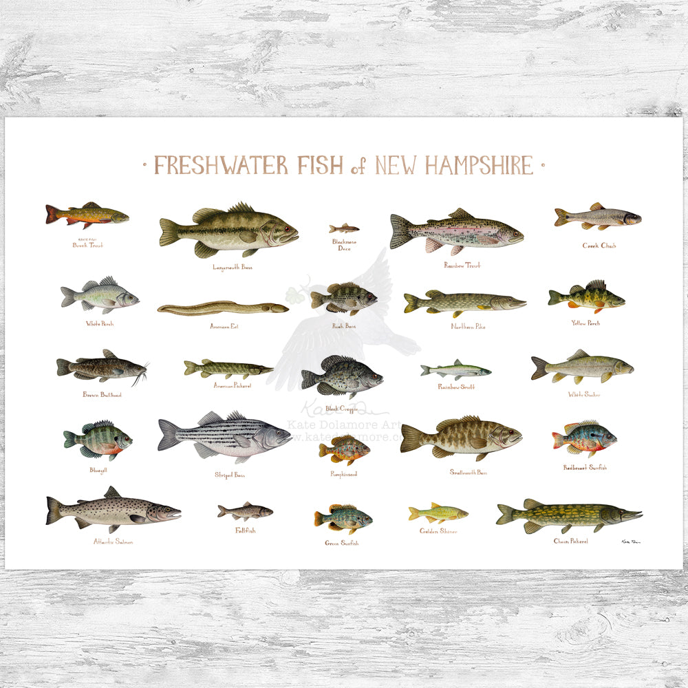 New Hampshire Freshwater Fish Field Guide Art Print – Kate