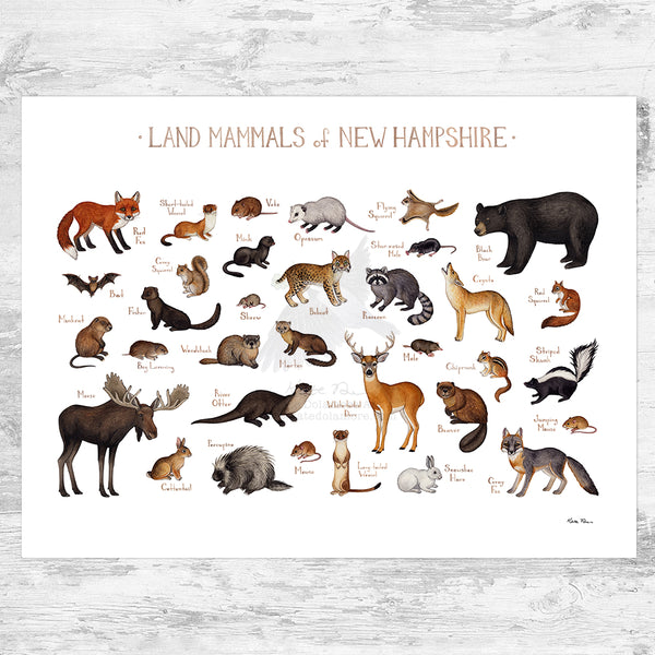 New Hampshire Land Mammals Field Guide Art Print