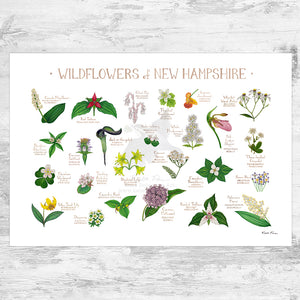 New Hampshire Wildflowers Field Guide Art Print