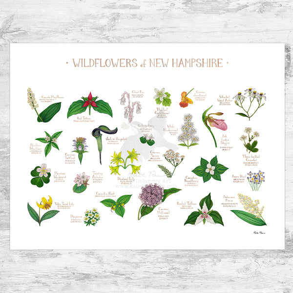 New Hampshire Wildflowers Field Guide Art Print