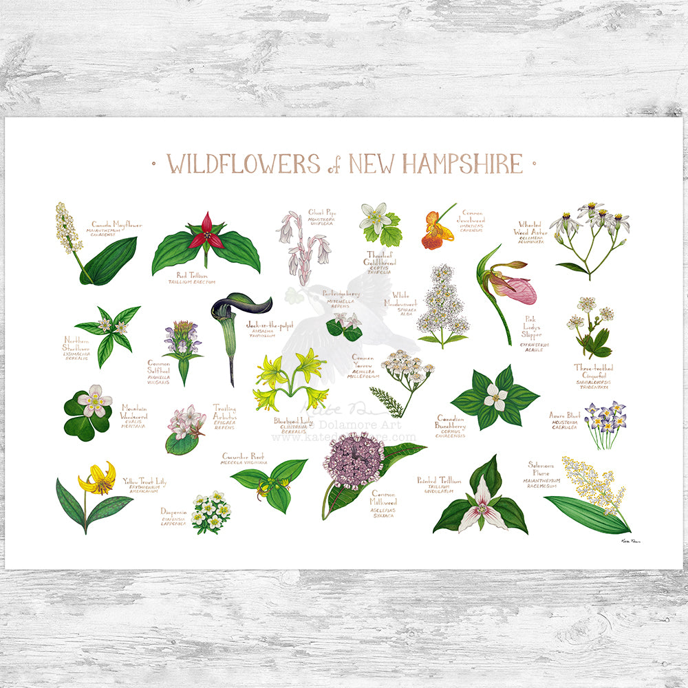 New Hampshire Wildflowers Field Guide Art Print