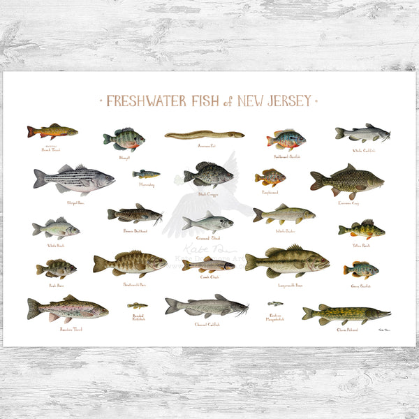 New Jersey Freshwater Fish Field Guide Art Print