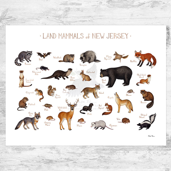 New Jersey Land Mammals Field Guide Art Print