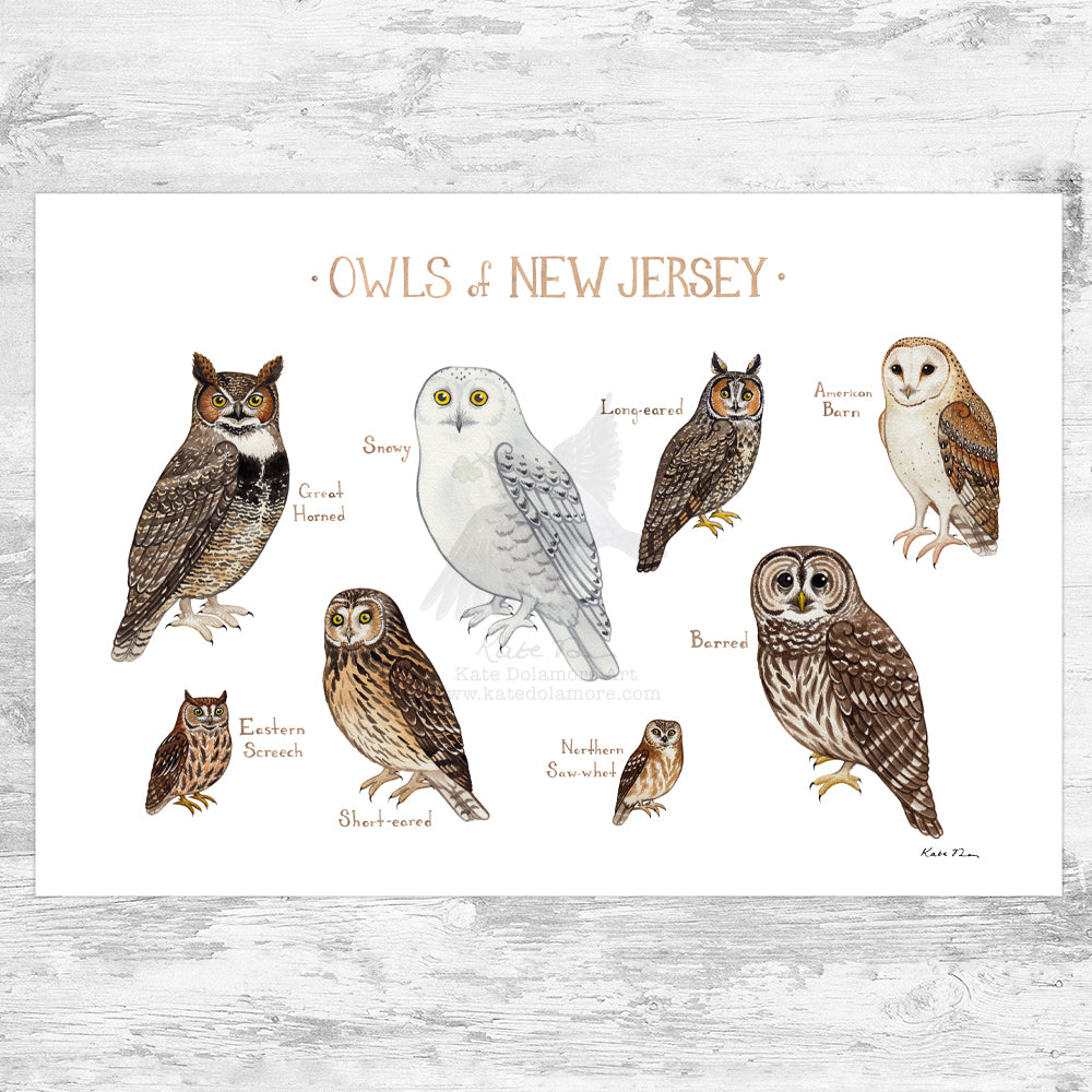 New Jersey Owls Field Guide Art Print