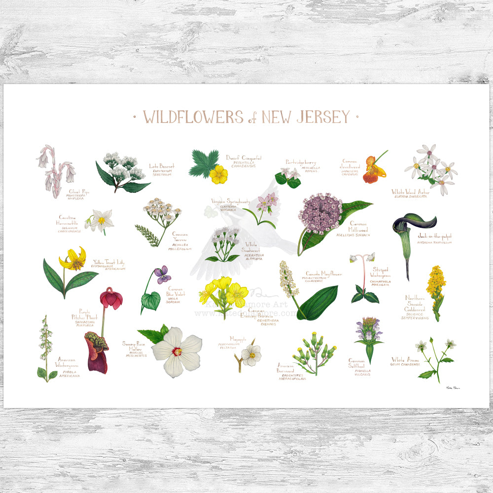 New Jersey Wildflowers Field Guide Art Print – Kate Dolamore Art