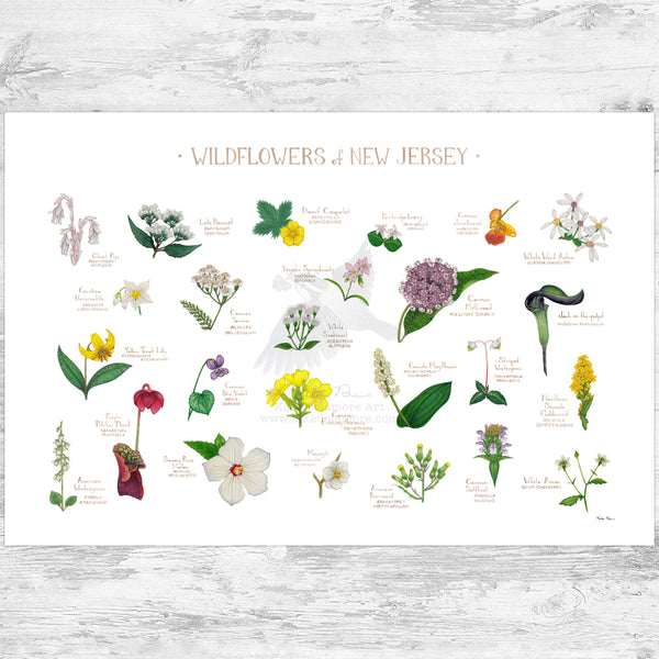 New Jersey Wildflowers Field Guide Art Print