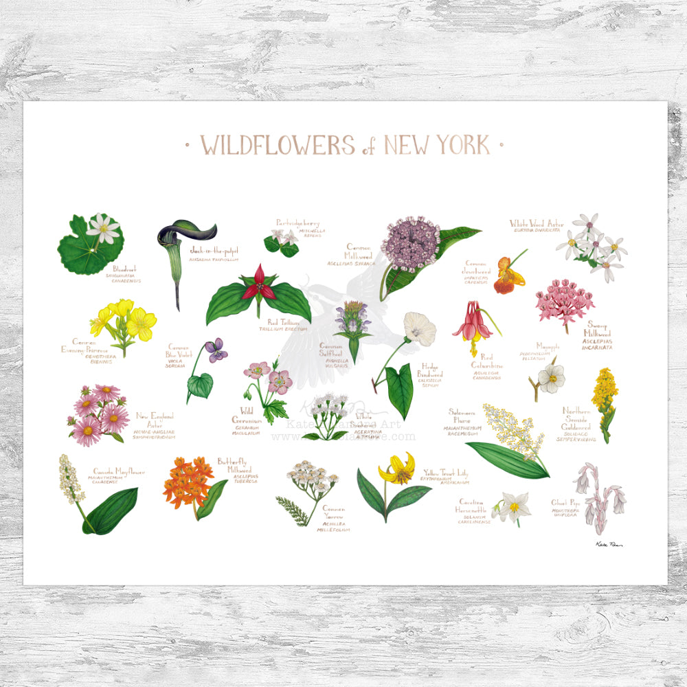 new york wildflowers seeds New York Wildflowers Field Guide Art Print – Kate Dolamore Art