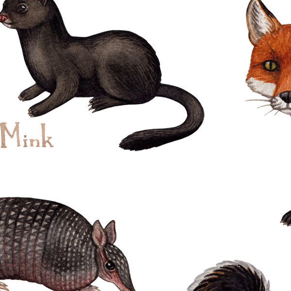 New Mexico Mammals Field Guide Art Print