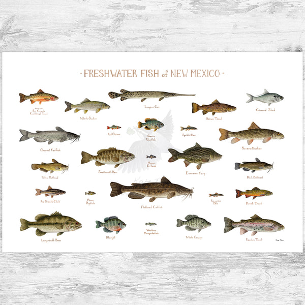 New Mexico Freshwater Fish Field Guide Art Print